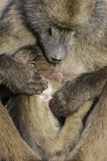 Affectionate Prints: Chacma baboon (Papio ursinus) with baby, Kruger National Park, South Africa, Africa