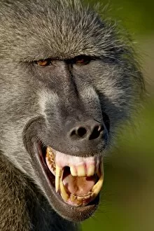 Chacma Baboon (Papio ursinus) baring its teeth to show aggression, Kruger National Park