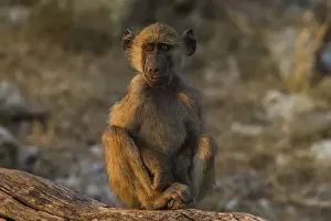Public Land Prints: Chacma baboon (Papio ursinus), Chobe National Park, Botswana, Africa