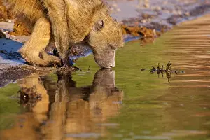 Photogenic Prints: Chacma Baboon (Papio ursinus), Chobe National Park, Botswana