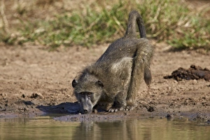 Refreshment Prints: Chacma baboon (Papio ursinus) drinking, Kruger National Park, South Africa, Africa