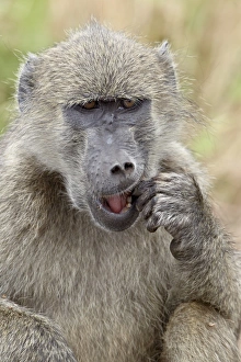 Chacma baboon (Papio ursinus) eating, Kruger National Park, South Africa, Africa