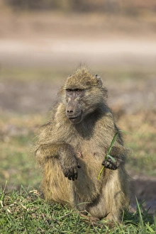 Baboon Prints: Chacma baboon (Papio ursinus) feeding, Chobe National Park, Botswana, Africa