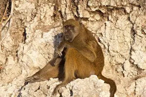 Strong Prints: Chacma baboon, (Papio ursinus griseipes) adult resting