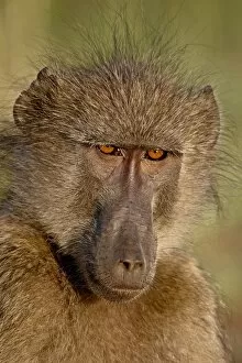 Images Dated 12th November 2007: Chacma Baboon (Papio ursinus), Kruger National Park, South Africa, Africa