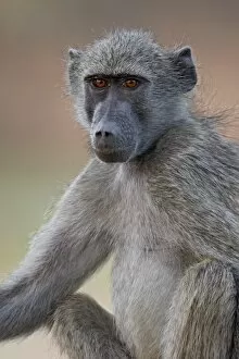 Images Dated 13th November 2007: Chacma baboon (Papio ursinus), Kruger National Park, South Africa, Africa