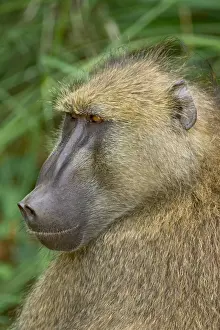 Chacma baboon (Papio ursinus), Kruger National Park, South Africa, Africa