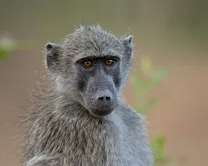 Images Dated 13th November 2007: Chacma Baboon (Papio ursinus), Kruger National Park, South Africa, Africa