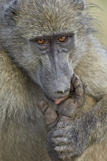 Injured Prints: Chacma baboon (Papio ursinus) licking a wound on its foot