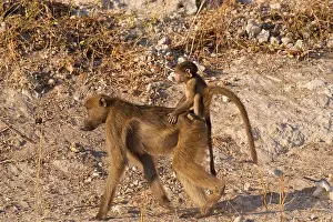 Chacma Prints: Chacma baboon (Papio ursinus), mother with baby on her back, Chobe National Park, Botswana