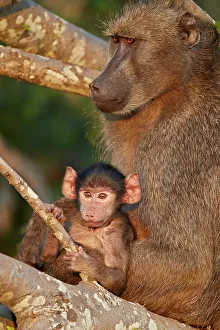 Animal Family Prints: Chacma Baboon (Papio ursinus) mother and infant, Kruger National Park, South Africa