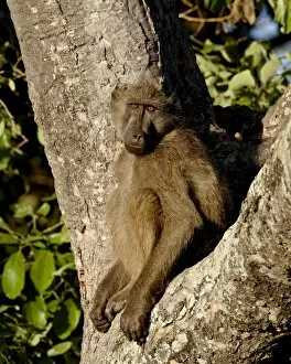 Chacma Baboon (Papio ursinus) in a tree, Kruger National Park, South Africa, Africa