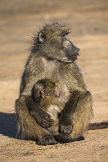 Affectionate Prints: Chacma baboon (Papio ursinus) with young, Kruger National Park, South Africa, Africa