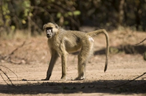 Images Dated 13th July 2007: Chacma baboon, South Luangwa National Park, Zambia, Africa