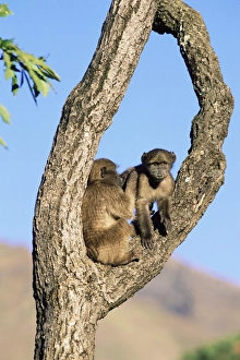 Chacma baboons