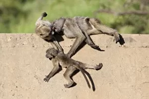 Images Dated 8th March 2010: Chacma baboons (Papio cynocephalus ursinus) playing, Kruger National Park