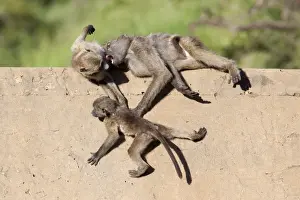 Mpumalanga Prints: Chacma baboons (Papio cynocephalus ursinus) playing, Kruger National Park