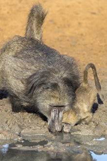 Bending Prints: Chacma baboons (Papio cynocephalus) at waterhole, Mkhuze Game Reserve, KwaZulu-Natal