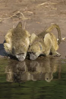 Baboon Prints: Chacma baboons (Papio ursinus griseipes) drinking, Chobe National Park, Botswana, Africa