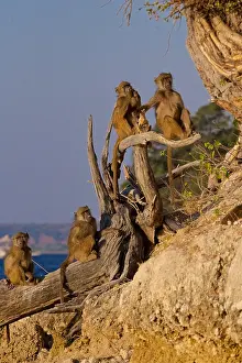 Savanna Prints: Chacma baboons, (Papio ursinus griseipes) relaxing on a dead tree in evening light