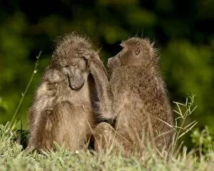 Two Chacma Baboons (Papio ursinus) grooming, Kruger National Park, South Africa, Africa