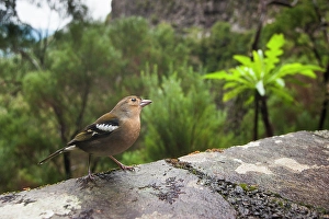 Detailed Prints: Chaffinch (Fringilla coelebs), Madeira island, Atlantic Ocean, Portugal