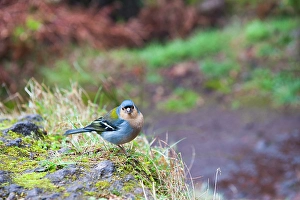 Alert Prints: Chaffinch (Fringilla coelebs), Madeira island, Atlantic Ocean, Portugal