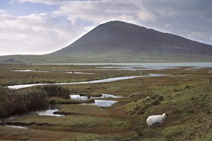 Harris Prints: Chaipaval Hill and sheep