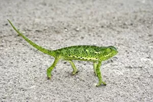 Chameleon, Botswana, Africa