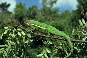 Lizard Prints: Chameleon, Madagascar, Africa