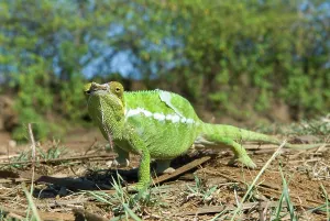 Mating Prints: Chameleon, Nosy Be island, Republic of Madagascar, Indian Ocean