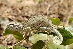 Images Dated 21st September 2010: Chameleon with rolled tail on shrub, Tanzania, East Africa, Africa