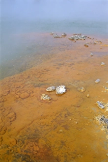 Champagne Pool Prints: Champagne Pool