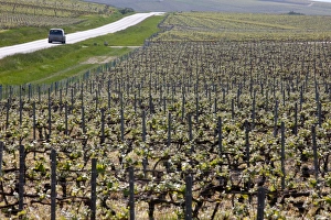 Marne Prints: Champagne vineyard, Hautvilliers, Marne, France, Europe