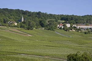 Marne Prints: Champagne vineyards, Hautvillers, Marne valley, France, Europe