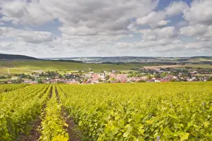 Champagne Ardenne Prints: Champagne vineyards above the village of Baroville in the Cote des Bar area of Aube