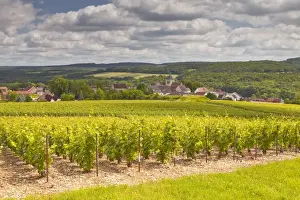 Champagne Ardenne Prints: Champagne vineyards above the village of Landreville in the Cote des Bar area of Aube