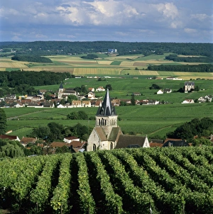 Reims Prints: Champagne vineyards, Ville-Dommange, near Reims, Champagne, France, Europe