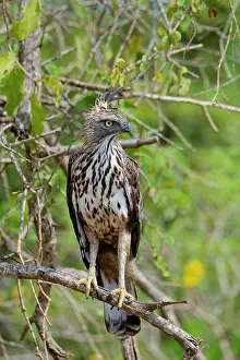 Avifauna Prints: Changeable hawk-eagle perches on a tree branch in Sri Lanka near dense foliage