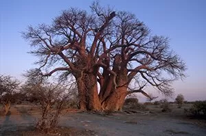 Images Dated 8th September 2010: Chapmans Baobab, claimed to be the largest tree in Africa at 25 metres around