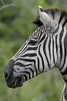 Chapmans Zebra (Plains Zebra) (Equus burchelli antiquorum), Imfolozi Game Reserve
