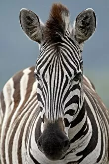 Images Dated 7th November 2007: Chapmans Zebra (Plains Zebra) (Equus burchelli antiquorum), Imfolozi Game Reserve