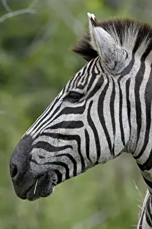 Stripes Prints: Chapmans Zebra (Plains Zebra) (Equus burchelli antiquorum), Imfolozi Game Reserve