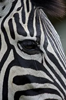 Chapmans Zebra (Plains Zebra) (Equus burchelli antiquorum), Imfolozi Game Reserve