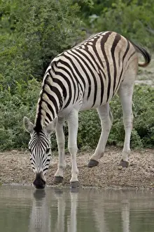 Chapmans Zebra (Plains Zebra) (Equus burchelli antiquorum) drinking
