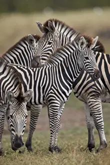 Four Animals Prints: Chapmans Zebra (Plains Zebra) (Equus quagga chapmani), Kruger National Park, South Africa