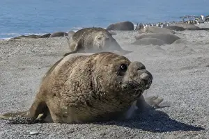 Mammalia Prints: Charging southern elephant seal bull (Mirounga leonina), St. Andrews Bay, South Georgia