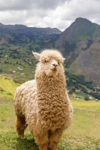 Lawn Prints: A charming alpaca stands proudly before a lush