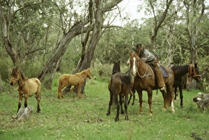 Tame Prints: Chasing and catching brumbies (wild bush horses), Victoria, Australia, Pacific