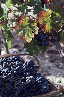 Bordeaux Prints: Chateau Palmer, Bordeaux, Gironde, France, Europe